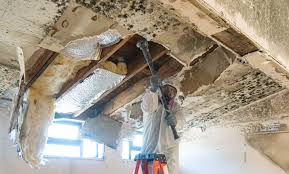 Best Black Mold Removal  in Walden, NY